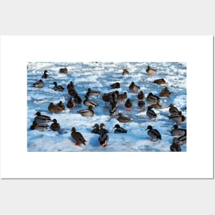 Mallard Ducks Sitting In The Snow Posters and Art